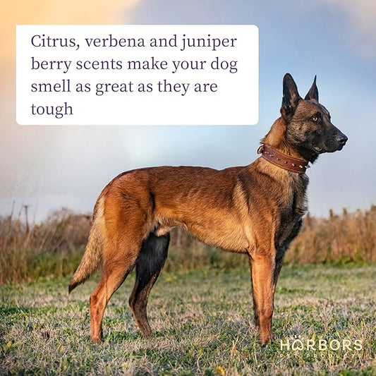 Harbor's Bad Dog Cologne