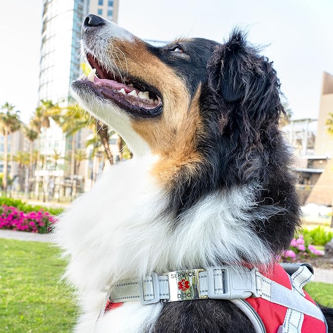 No Noise Stainless Steel K9 Service Dog Pet ID Jewelry Tags, Slide on Dog Collar or Harness Quickly and Securely – Stainless Steel/Medium