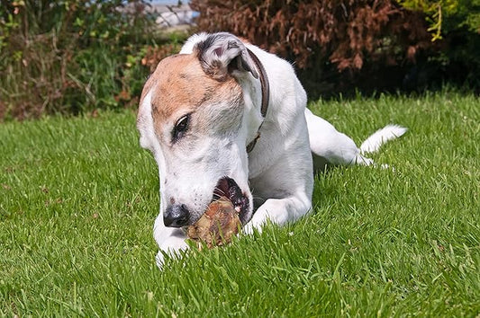 Knee Cap Beef Bones 100% Natural Dog Bones, Made from Premium USA Grass Fed Beef, Pack of 10