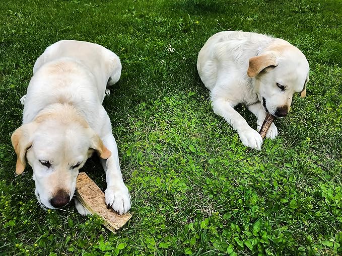 TBA Premium Alaska Moose Antler Dog Chew | 100% Wild Naturally Shed | Grade A | Over Half Pound | for Medium & Large Dogs | Lead Dog Antler Chews | Made in USA