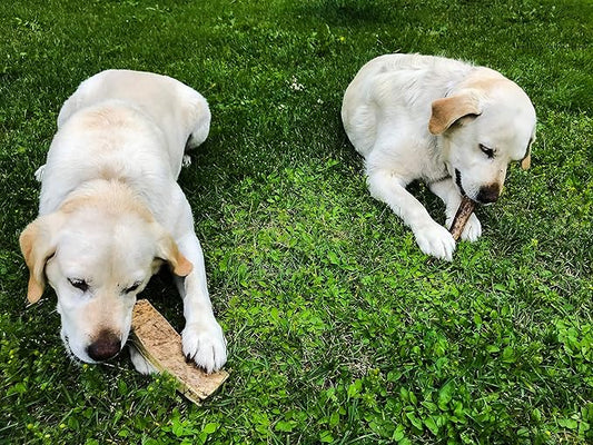 TBA Premium Alaska Moose Antler Dog Chew | 100% Wild Naturally Shed | Grade A | Over Half Pound | for Medium & Large Dogs | Lead Dog Antler Chews | Made in USA