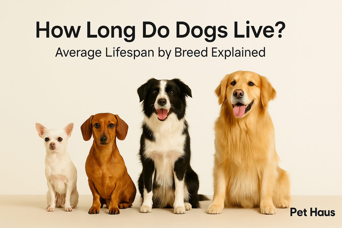 How Long Do Dogs Live? Average Lifespan by Breed Explained