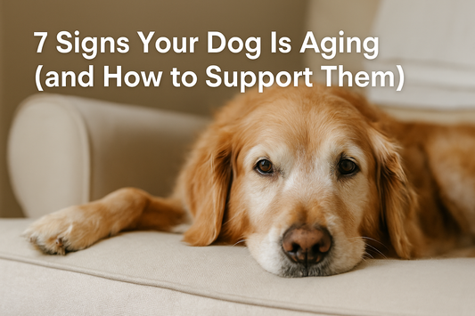7 Signs Your Dog Is Aging (and How to Support Them)
