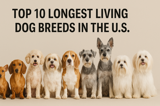 Top 10 Longest Living Dog Breeds in the U.S.