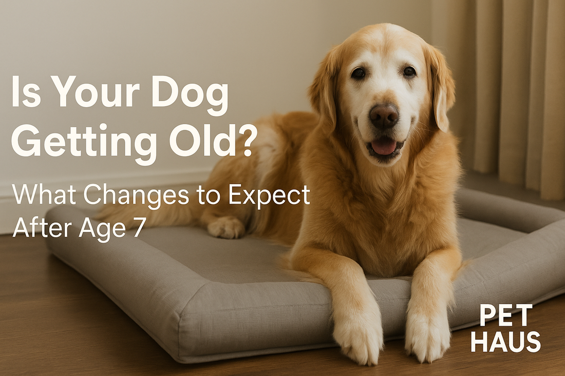 Is Your Dog Getting Old? What Changes to Expect After Age 7