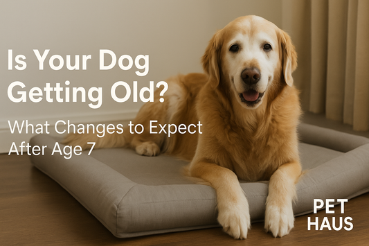 Is Your Dog Getting Old? What Changes to Expect After Age 7