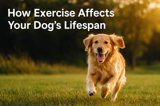 How Exercise Affects Your Dog’s Lifespan