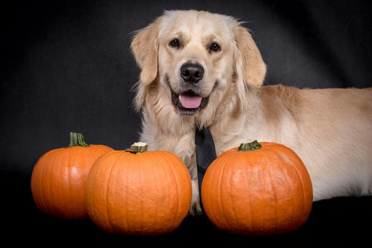 What Thanksgiving Foods Are Safe for Dogs?