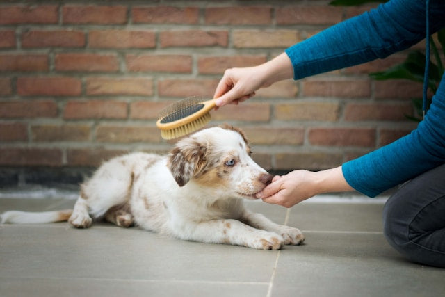 DIY Pet Grooming: How to Keep Your Pet’s Coat Tangle-Free