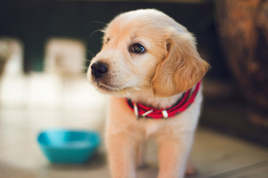 Puppy Feeding Guidelines: Setting the Stage for a Healthy Pup