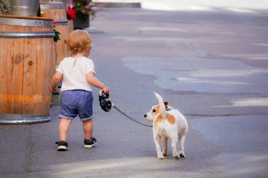 Dog Walking Essentials Every New Pet Parent Needs