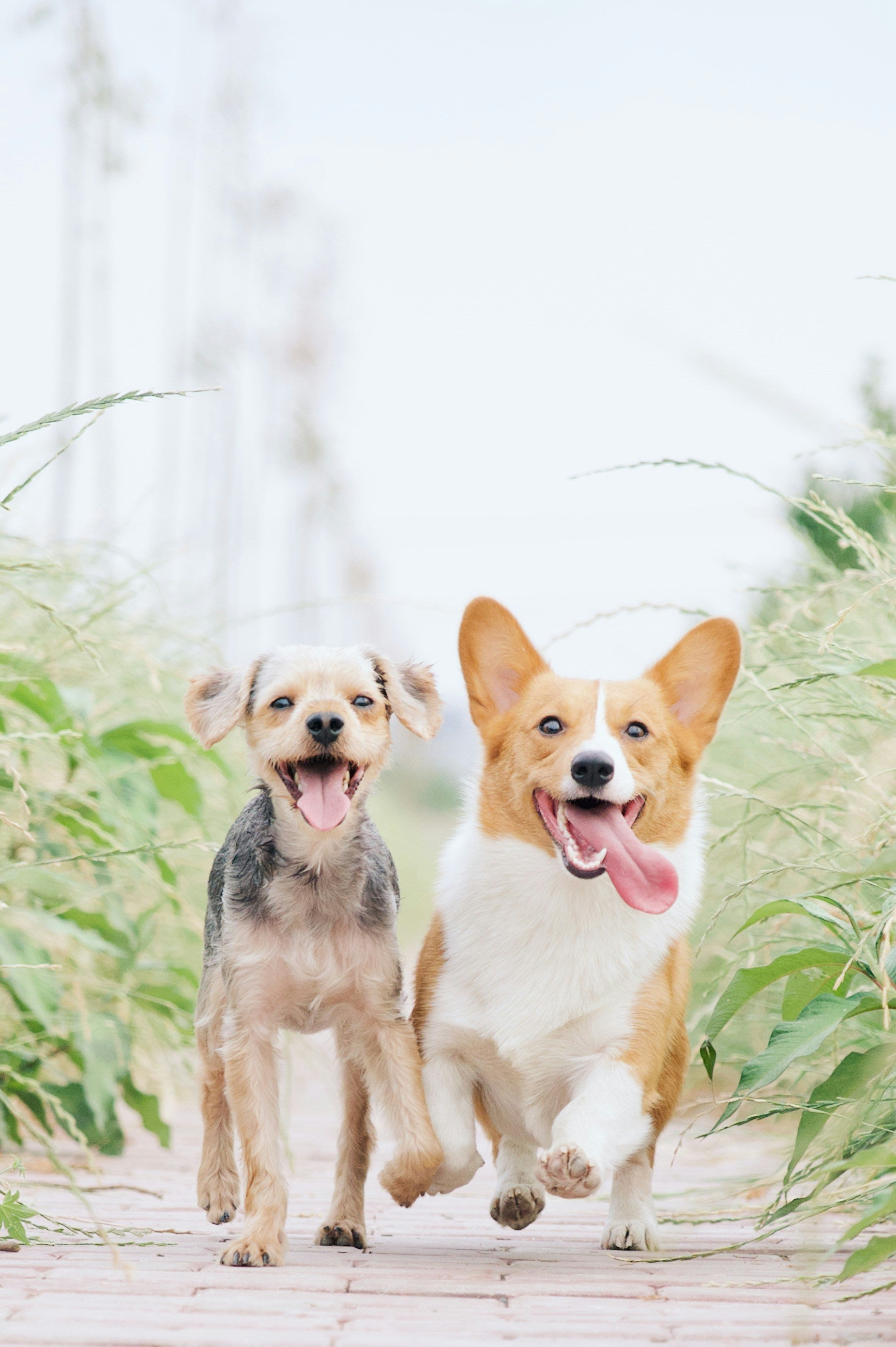 The Cutest Pet Accessories Trending in 2025