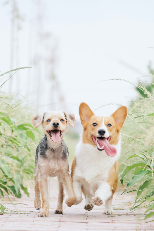 The Cutest Pet Accessories Trending in 2025