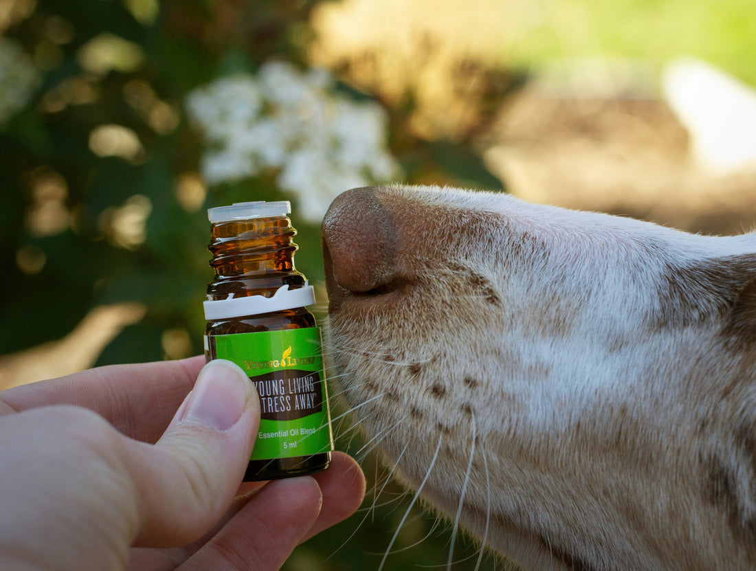How to Remove Pet Odors from Your Home (Pet-Safe & Proven Solutions)