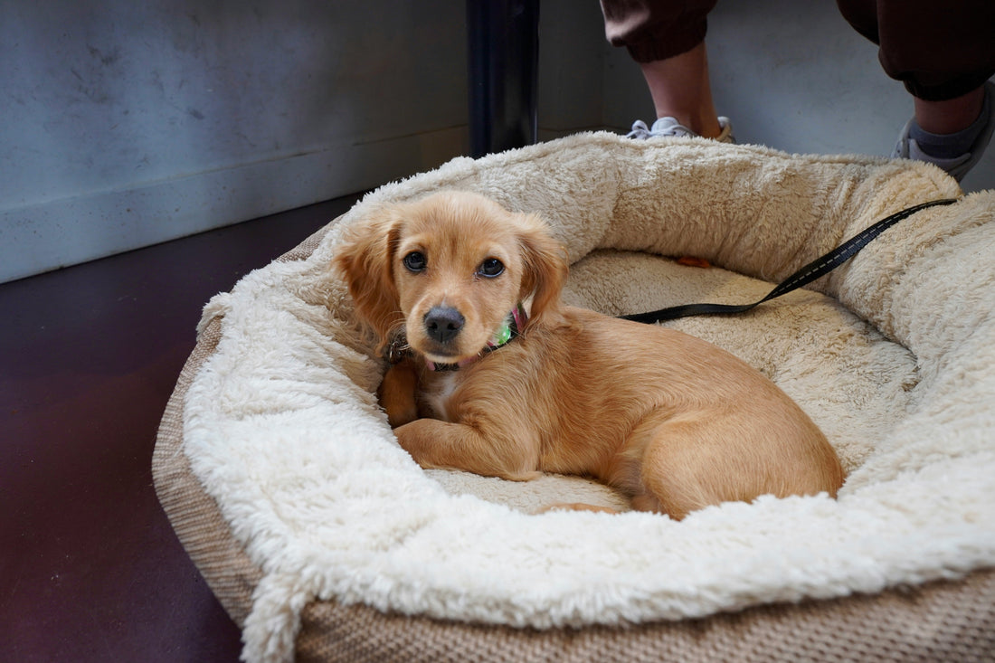 How to Choose the Right Pet Bed: A Guide Based on Breed & Behavior