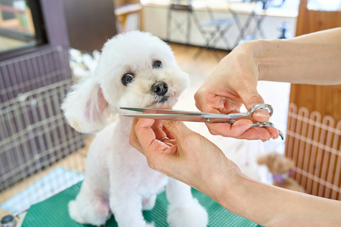 The Future of Pet Grooming: Trends & At-Home Care Hacks