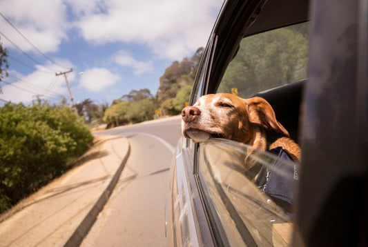 Traveling with Pets: Must-Have Gear for Stress-Free Trips