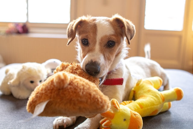 How to Choose the Perfect Toy for Your Dog’s Personality