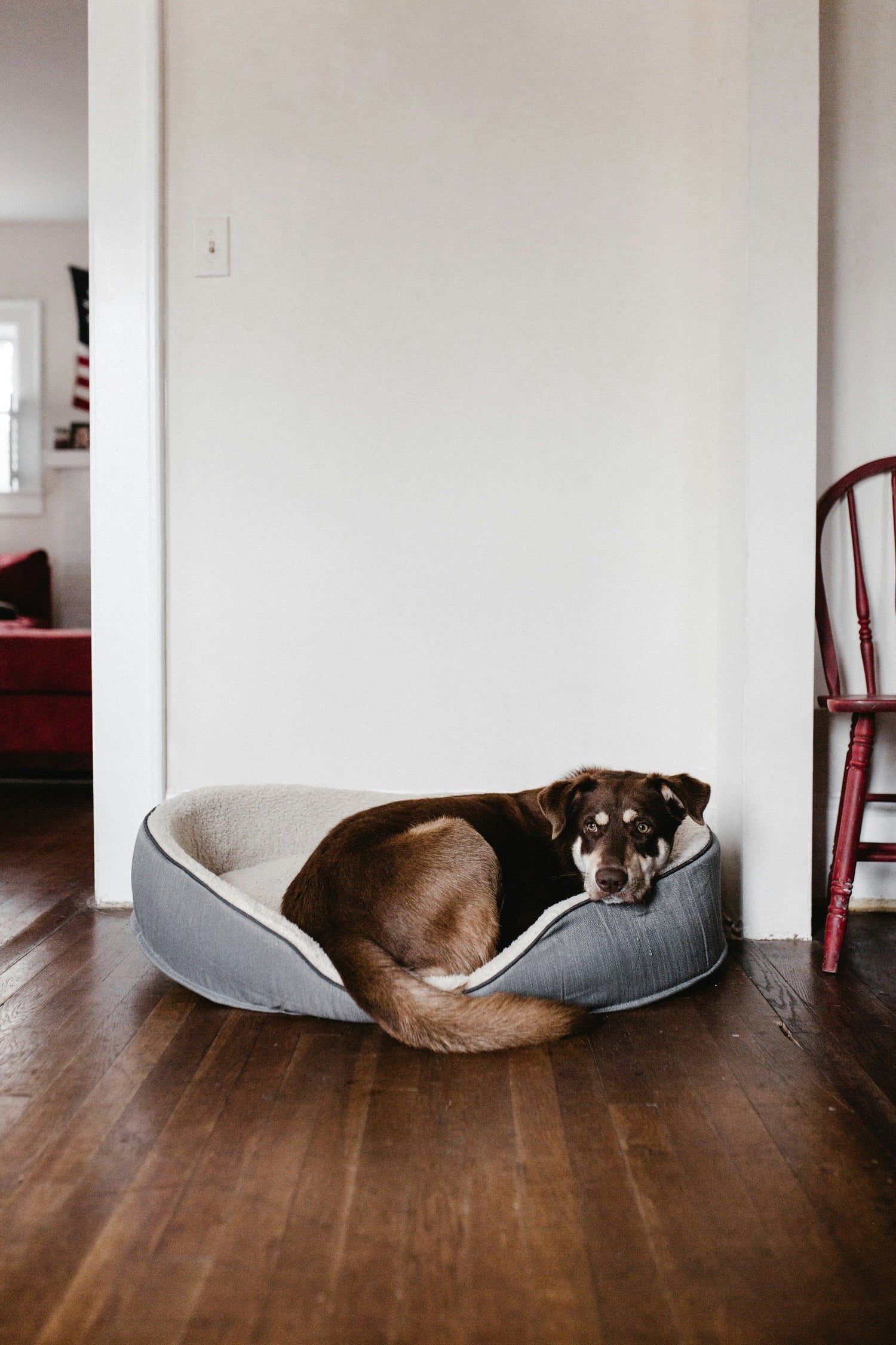Pet beds Accessories