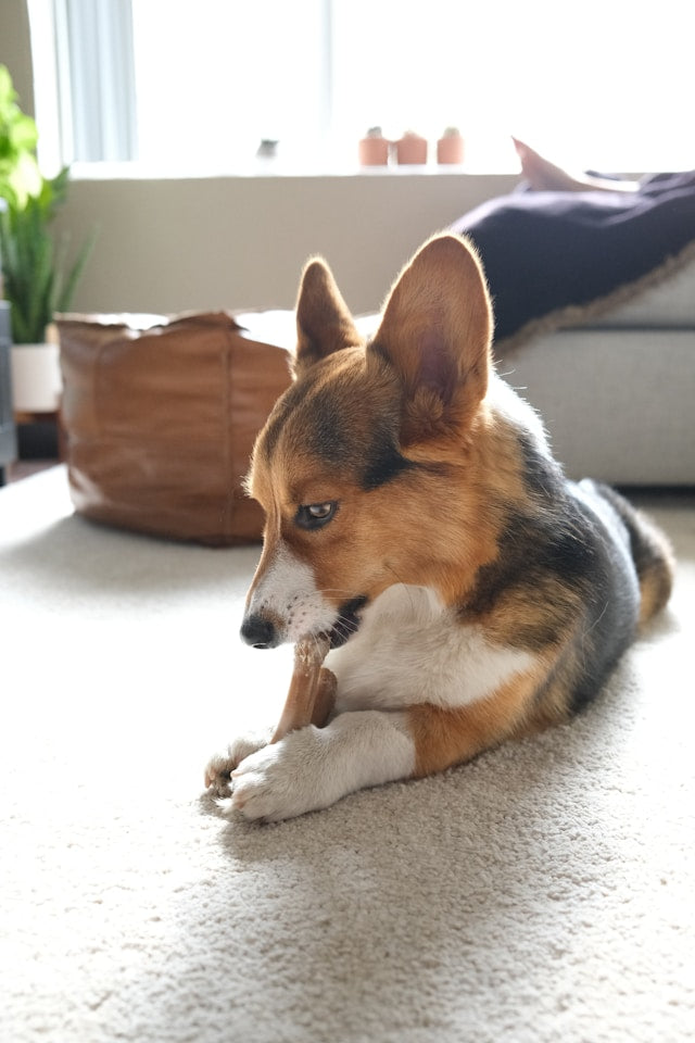 Chew Treats & Bones