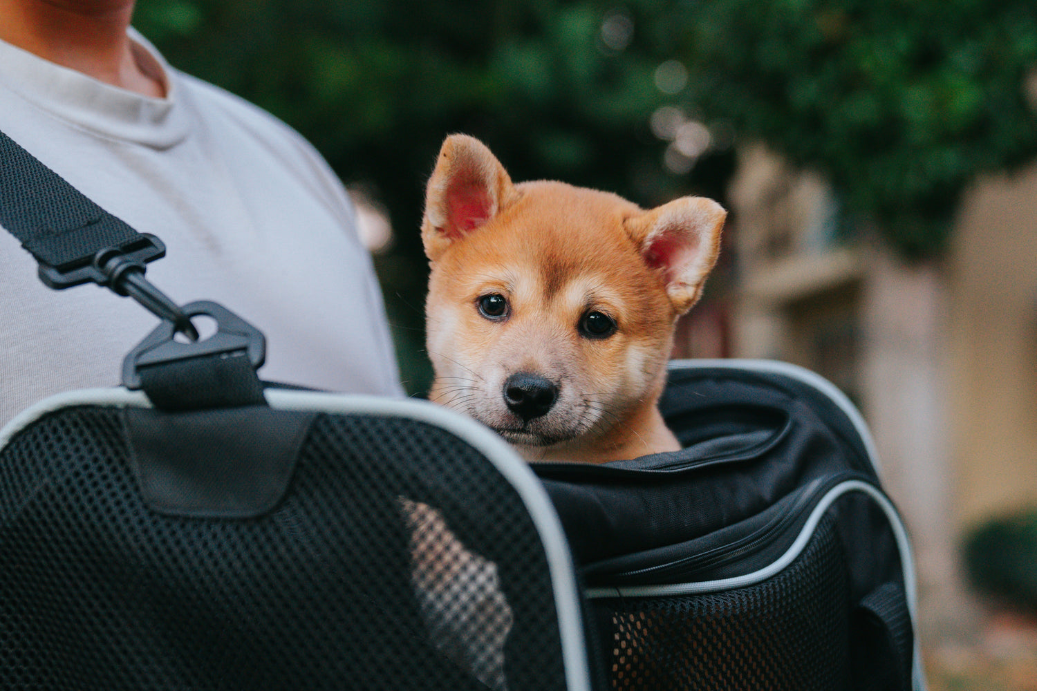 Pet Carriers
