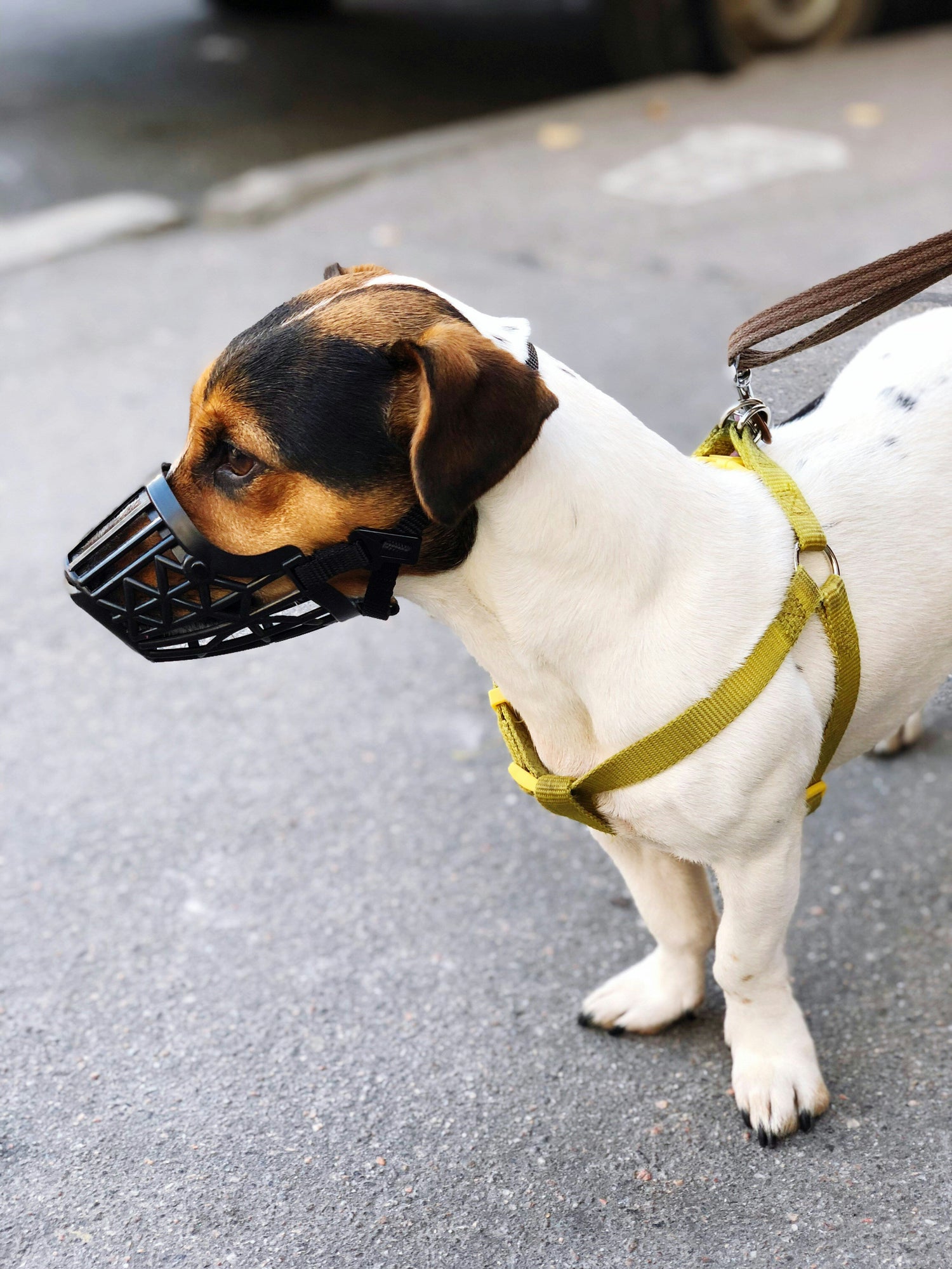 Dog Muzzles