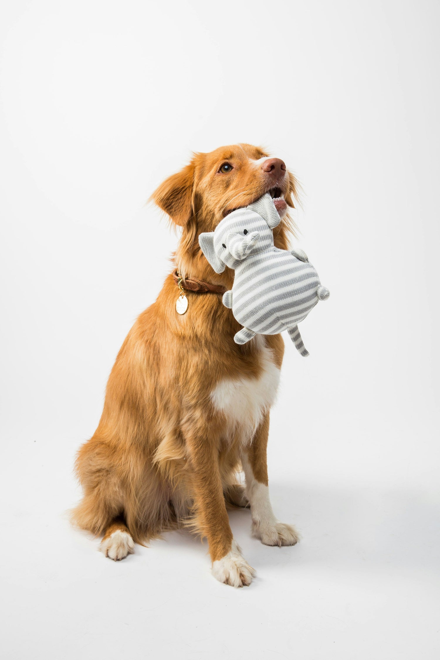 Squeak Toys