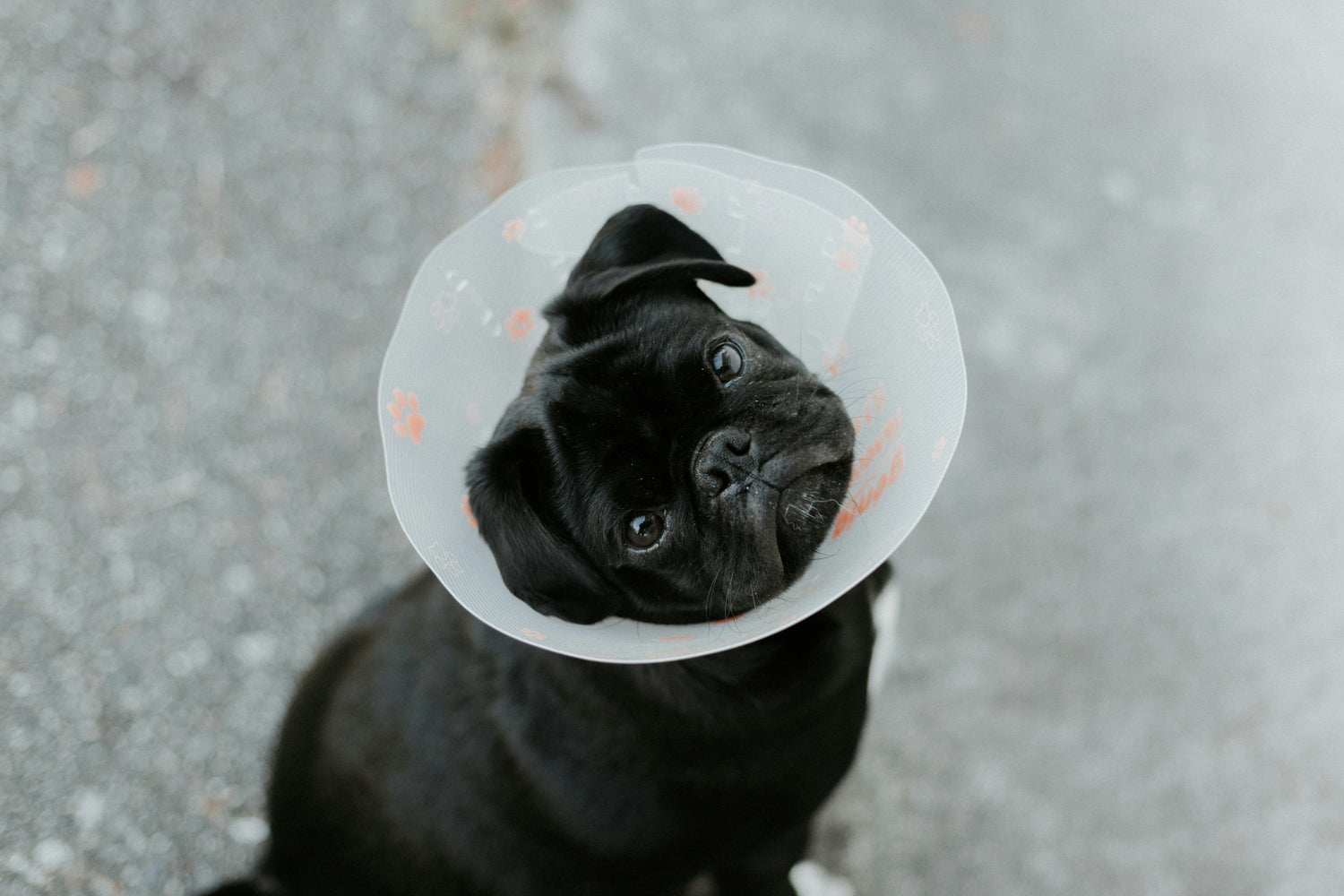Recovery Collars & Cones