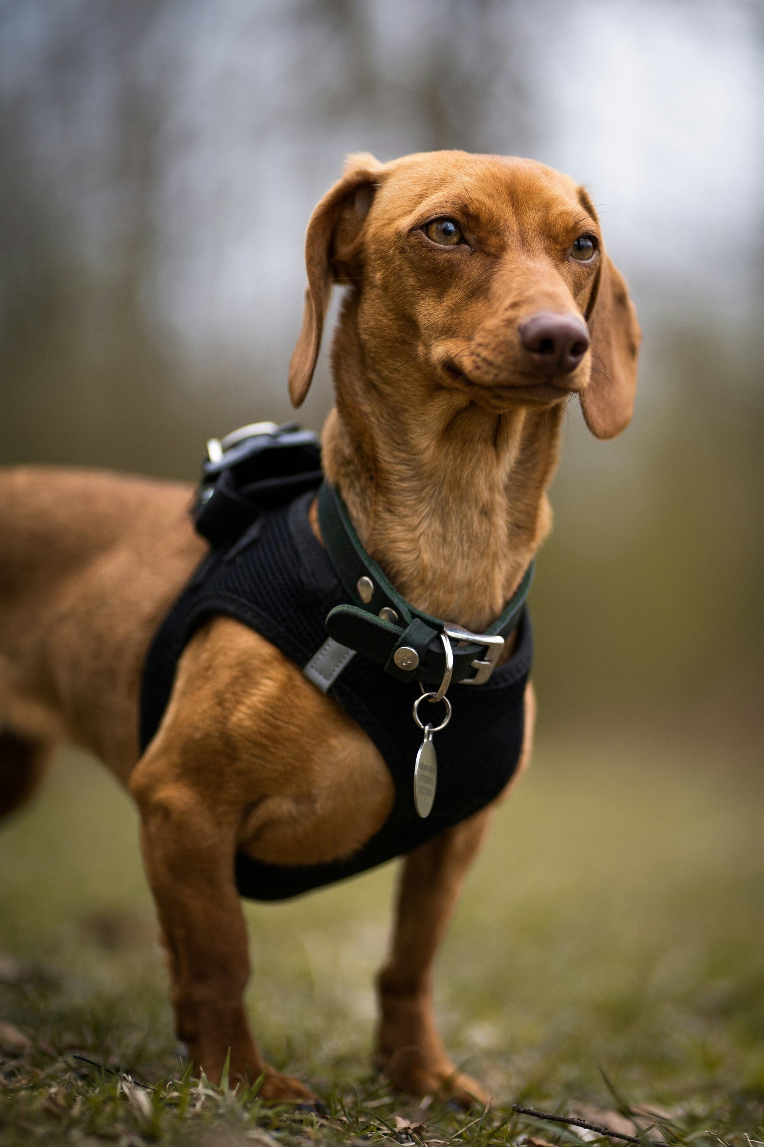 Harnesses