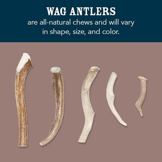 Amazon Brand – Wag Dog Deer Antler Chew, Naturally Shed, Whole, 9–10.5 inches, X-Large (Best for Dogs Over 45 lbs) (Pack of 4)