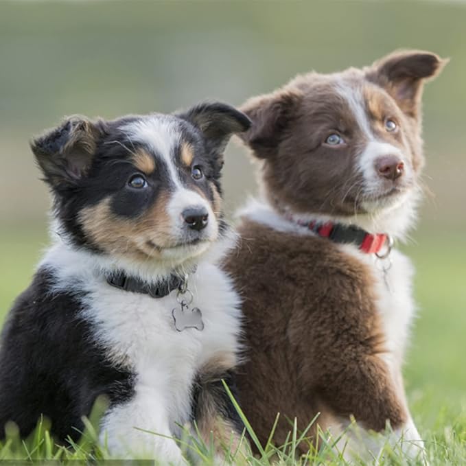 2-Pack Pet Tag Clips, Stainless Steel Dog Tag Quick Clips, Perfect for Dogs/Cats for Collar and Harness