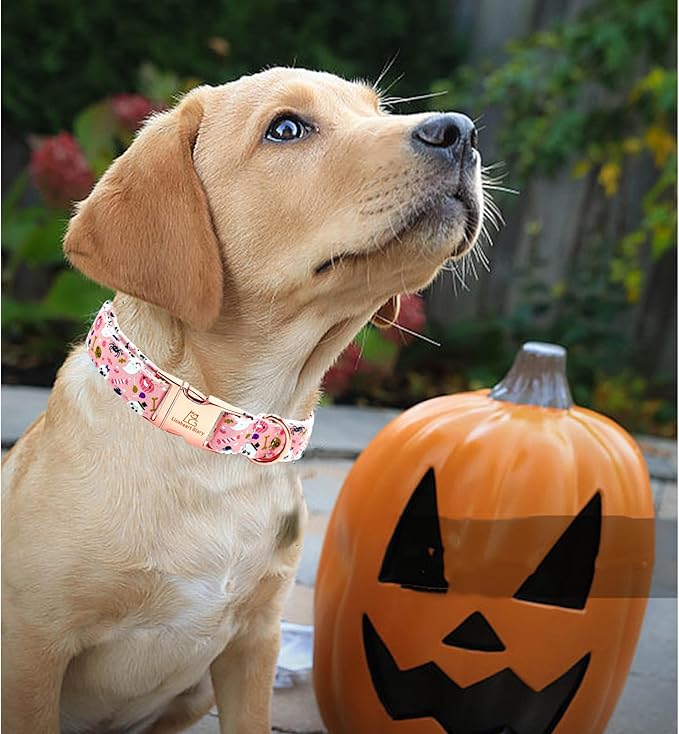 Lionheart glory Dog Collar Fall Halloween Pumpkin Collars Dog Heavy Comfortable Adjustable Pink Dog Collar for Small Collar Dogs Girls Boys Dog Collar Cute Pet Gift