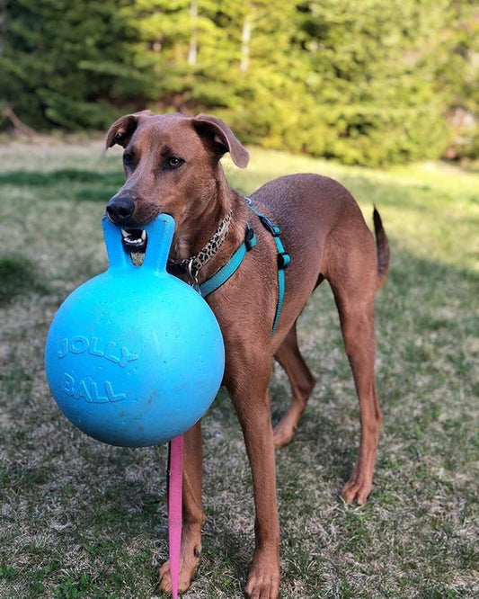 Jolly Pets Tug-n-Toss Heavy Duty Dog Toy Ball with Handle, 10 Inches/X-Large, Blueberry for All Breed Sizes