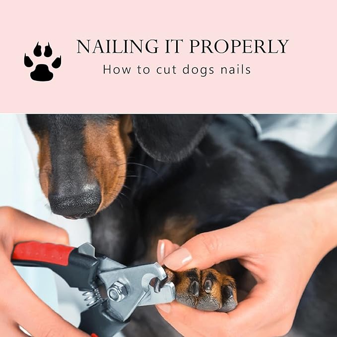 Large Dog Nail Clippers for Medium and Large Sized Dogs (above 10Kgs)-Nail Clipper for Dogs with Nail File, Made of Professional Stainless Steel, Safe and Easy to Use (15.5 cm-6.1 inches)