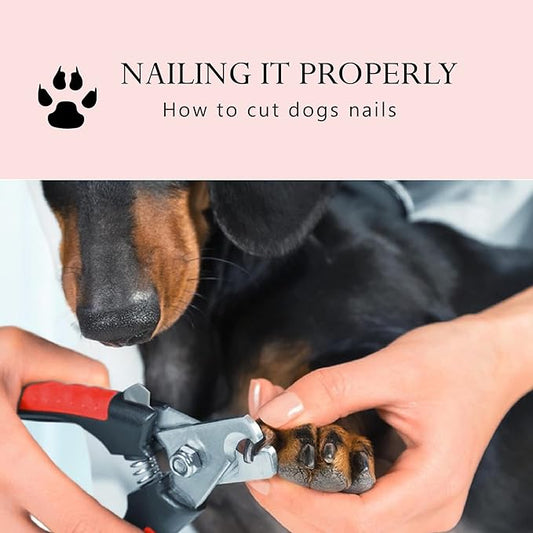 Large Dog Nail Clippers for Medium and Large Sized Dogs (above 10Kgs)-Nail Clipper for Dogs with Nail File, Made of Professional Stainless Steel, Safe and Easy to Use (15.5 cm-6.1 inches)