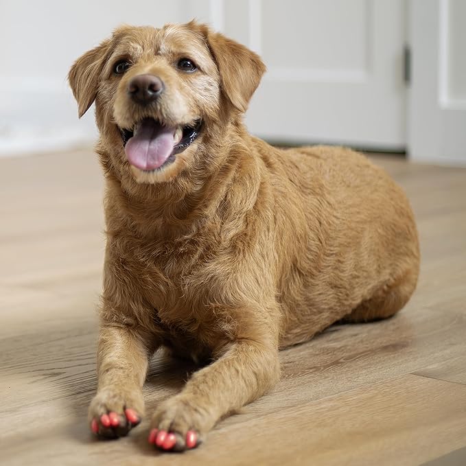 Soft Claws Canine Dog and Cat Nail Caps Take Home Kit, Medium, Blue