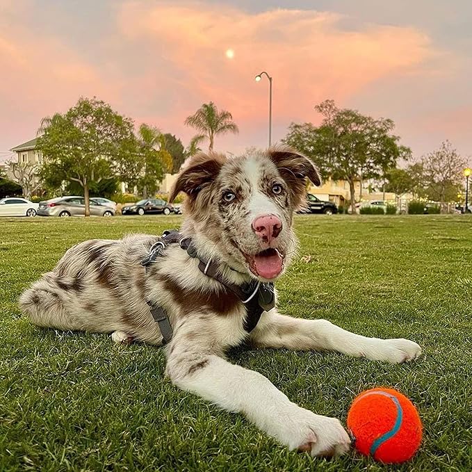 Chuckit! Dog Tennis Ball Dog Toy, Medium (2.5 Inch Diameter) for dogs 20-60 lbs, Shrink Wrap Pack of 2