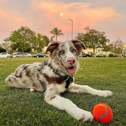 Chuckit! Dog Tennis Ball Dog Toy, Medium (2.5 Inch Diameter) for dogs 20-60 lbs, Shrink Wrap Pack of 2