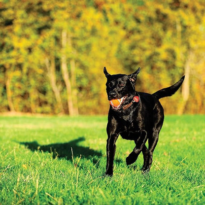 Chuckit! Dog Tennis Ball Dog Toy, Medium (2.5 Inch Diameter) for dogs 20-60 lbs, Shrink Wrap Pack of 2