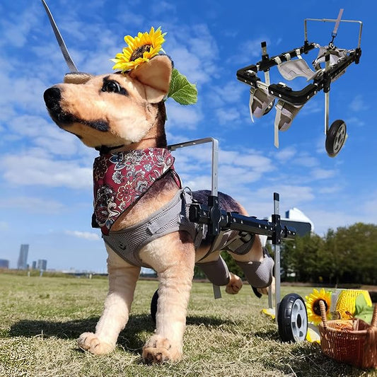 Dog Wheelchair,Lightweight Aluminum Frame with Handle,Extended Leg Straps,Includes Leash,Fits Pugs,French Bulldogs,and Schnauzers（Middle Size）/Beagle,Corgi,and Cocker Spaniel（Large Size）