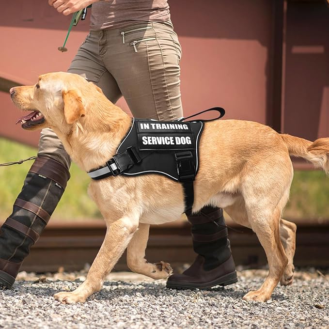 Service Dog Vest Harness and Leash Set+10 Patches,No Pull&Easy Walk Reflective Dog Harness with Soft Padded Handle for Training/Everyday,Fit Small/Medium/Large/Extra-Large Dogs(Black M)