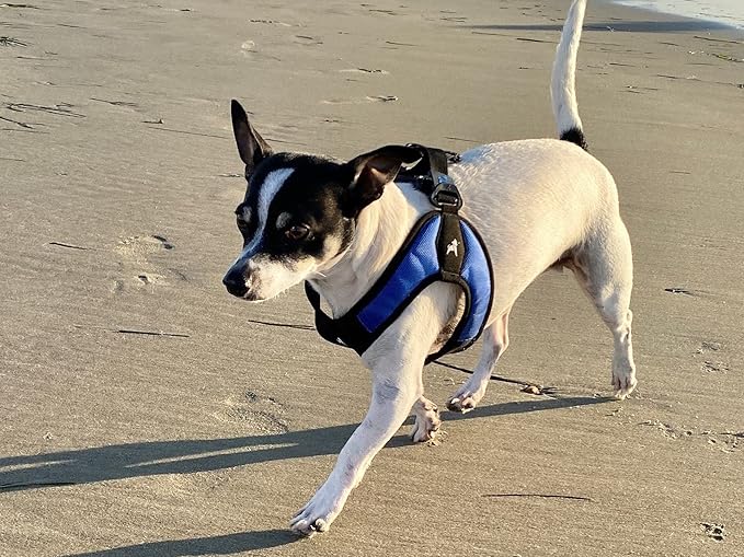 Gooby Escape Free Easy Fit Harness - Blue, Medium - No Pull Step-in Patented Small Dog Harness with Quick Release Buckle - Perfect On The Go No Pull Harness for Small Dogs or Medium Dog Harness