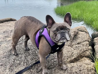 Gooby Escape Free Easy Fit Harness - Purple, X-Small - No Pull Step-in Patented Small Dog Harness with Quick Release Buckle - Perfect On The Go No Pull Harness for Small Dogs or Medium Dog Harness